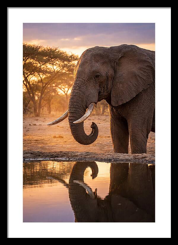 African Elephant At Waterhole