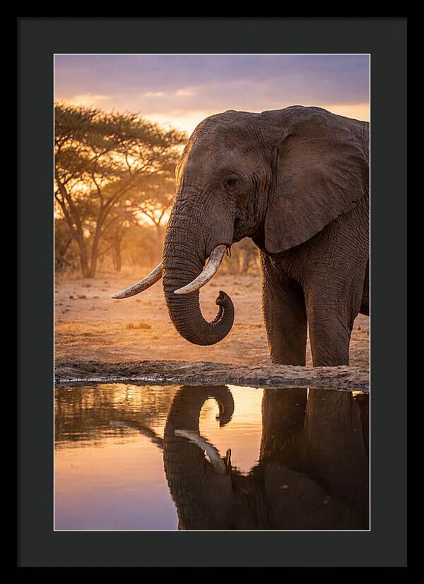 African Elephant At Waterhole