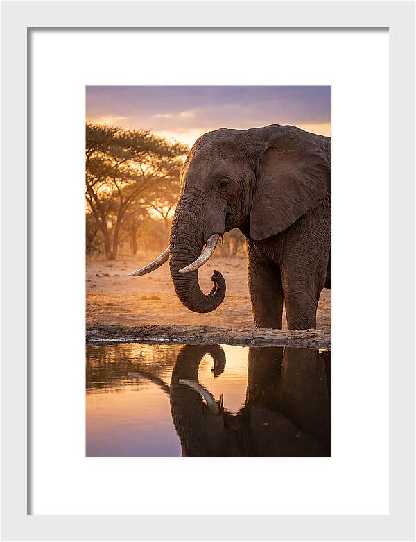African Elephant At Waterhole