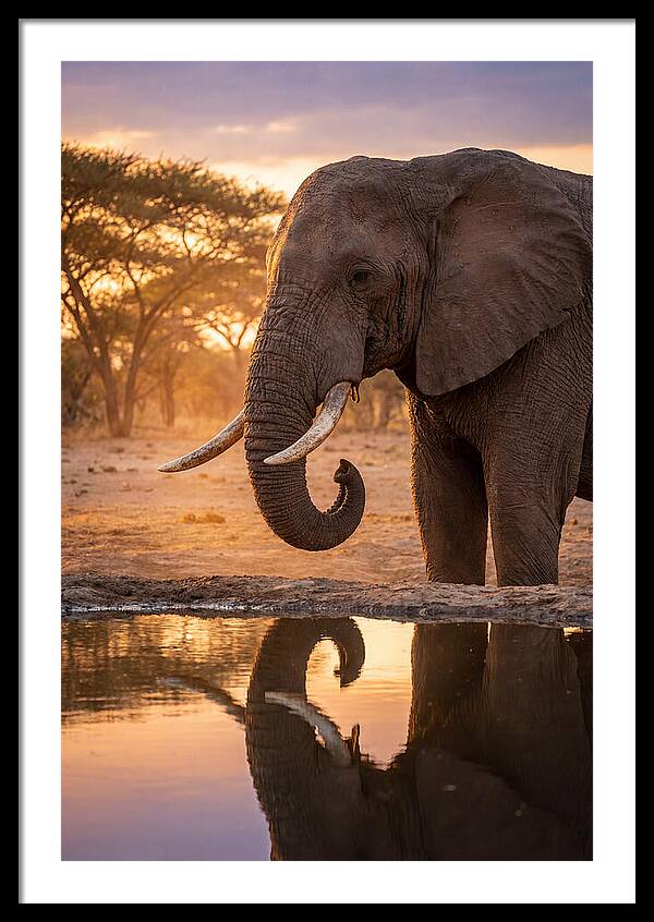 African Elephant At Waterhole