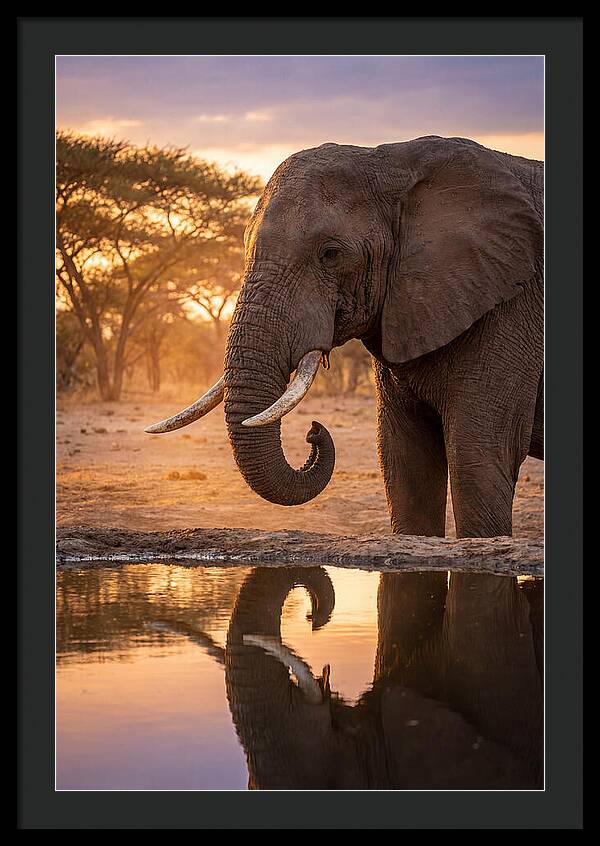 African Elephant At Waterhole