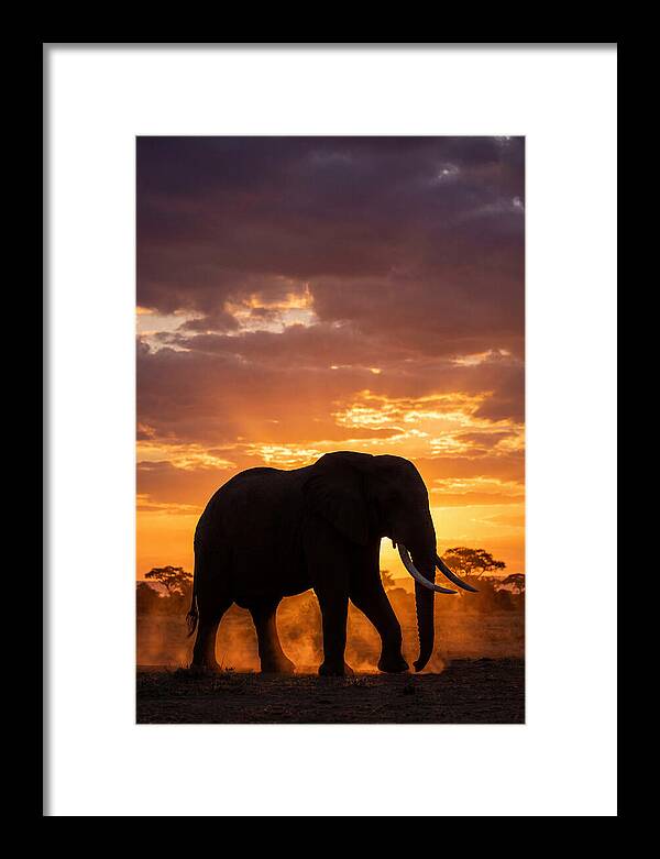 African Elephant Silhouette At Sunset