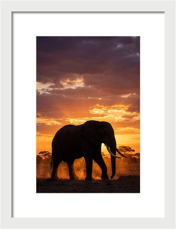 African Elephant Silhouette At Sunset