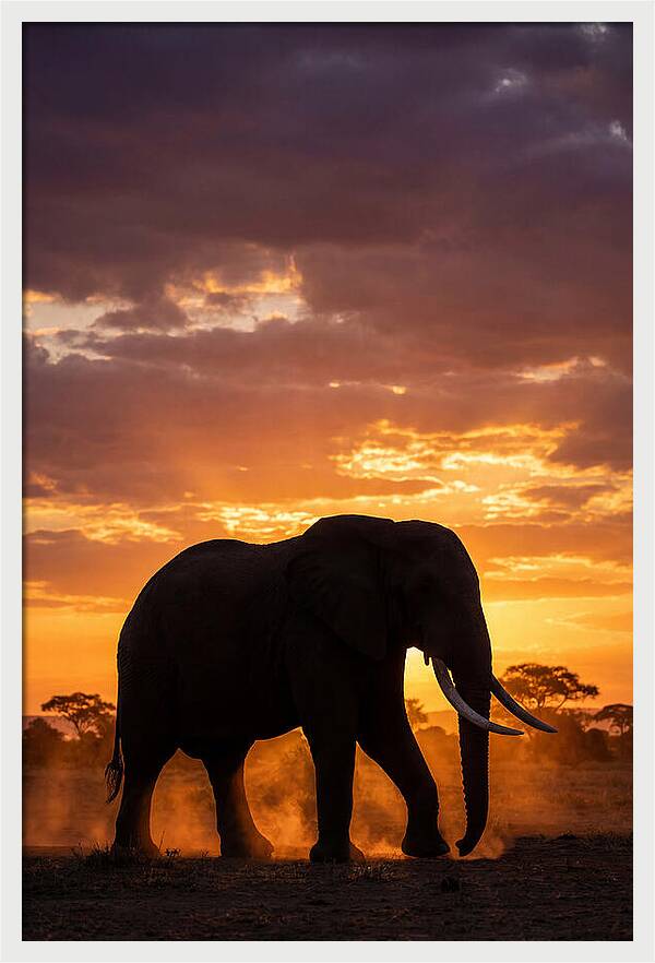 African Elephant Silhouette At Sunset