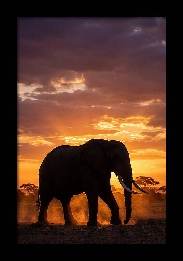 African Elephant Silhouette At Sunset