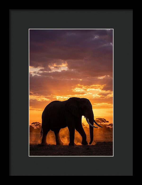 African Elephant Silhouette At Sunset