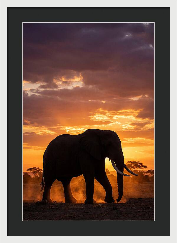 African Elephant Silhouette At Sunset