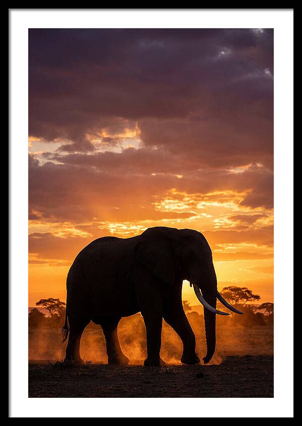 African Elephant Silhouette At Sunset