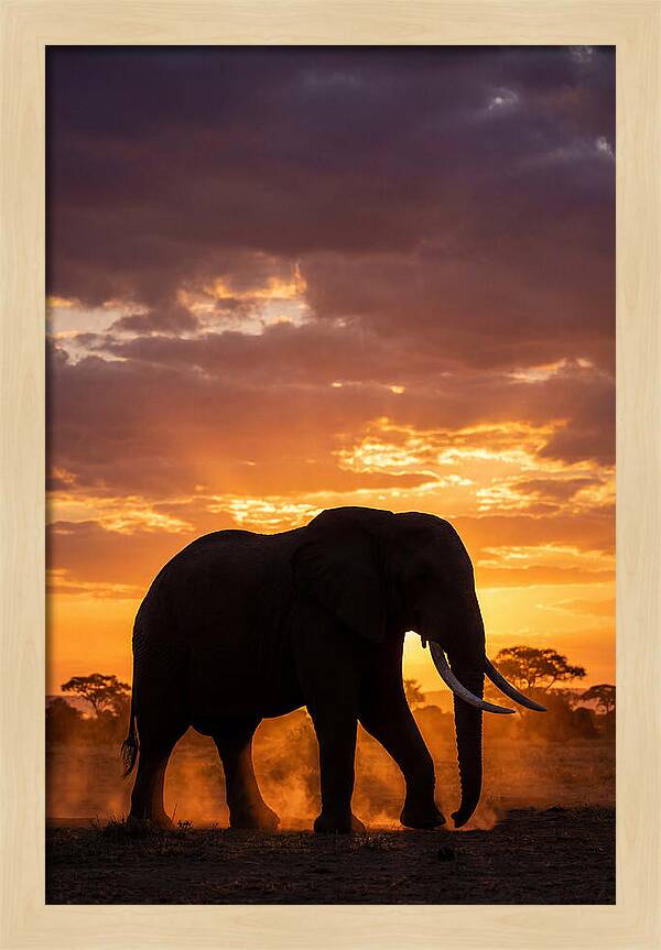 African Elephant Silhouette At Sunset
