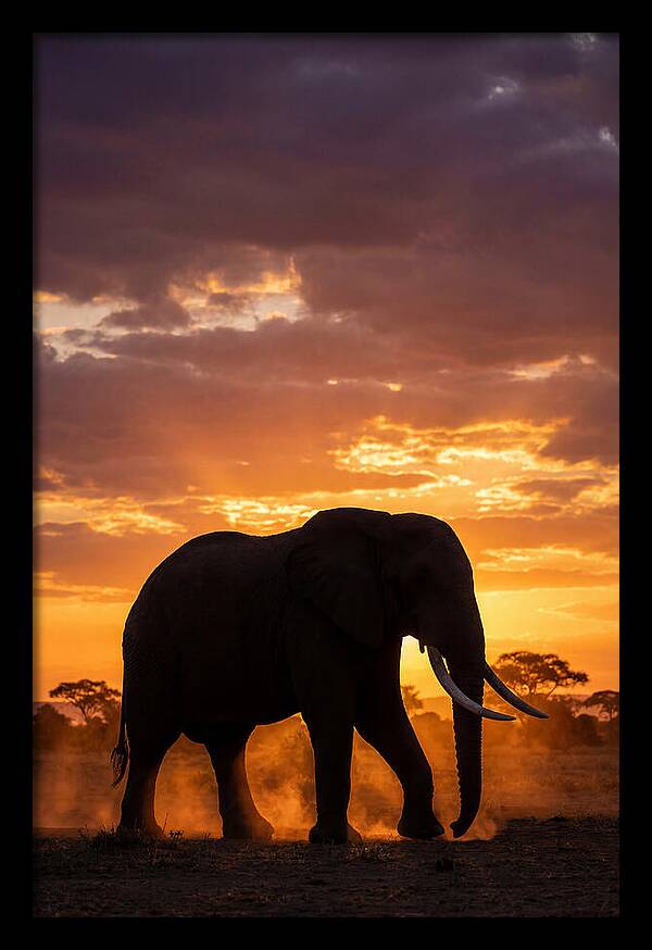 African Elephant Silhouette At Sunset