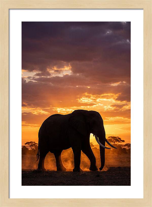 African Elephant Silhouette At Sunset
