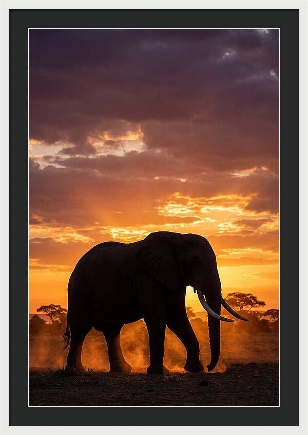 African Elephant Silhouette At Sunset