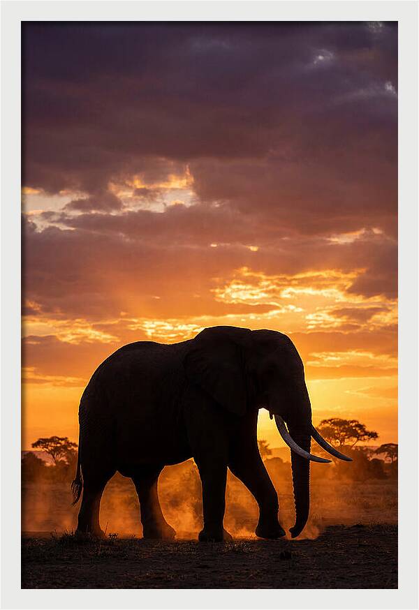African Elephant Silhouette At Sunset