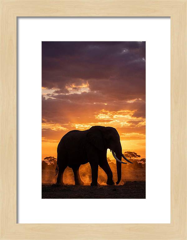 African Elephant Silhouette At Sunset