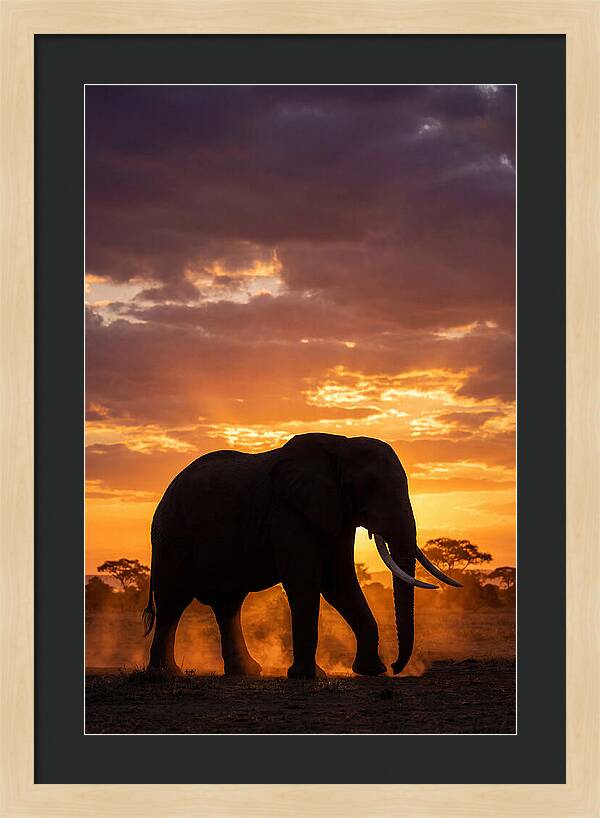 African Elephant Silhouette At Sunset