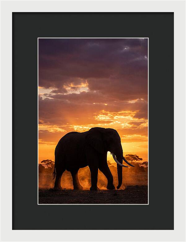 African Elephant Silhouette At Sunset
