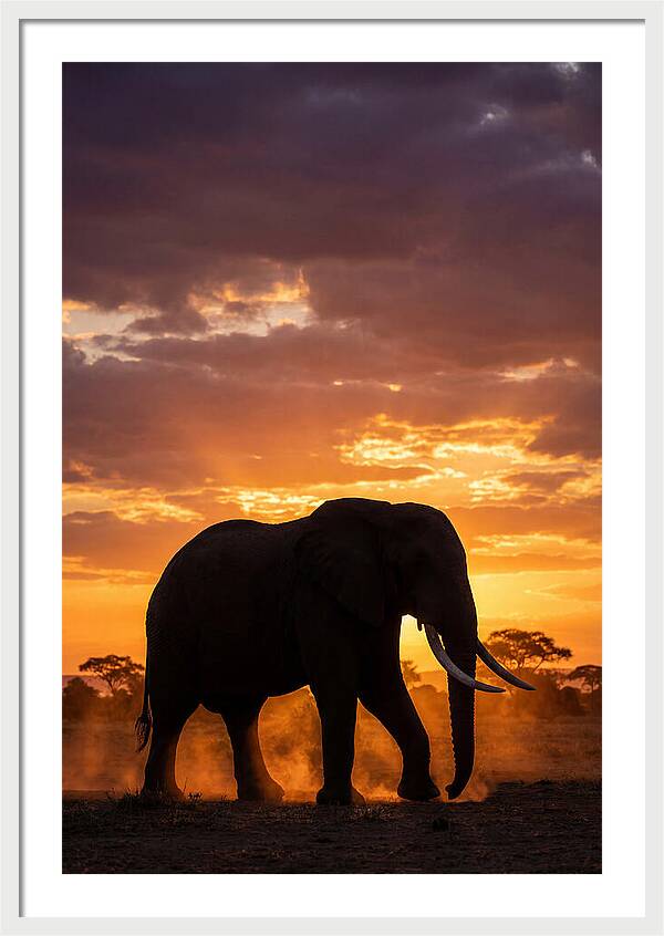 African Elephant Silhouette At Sunset