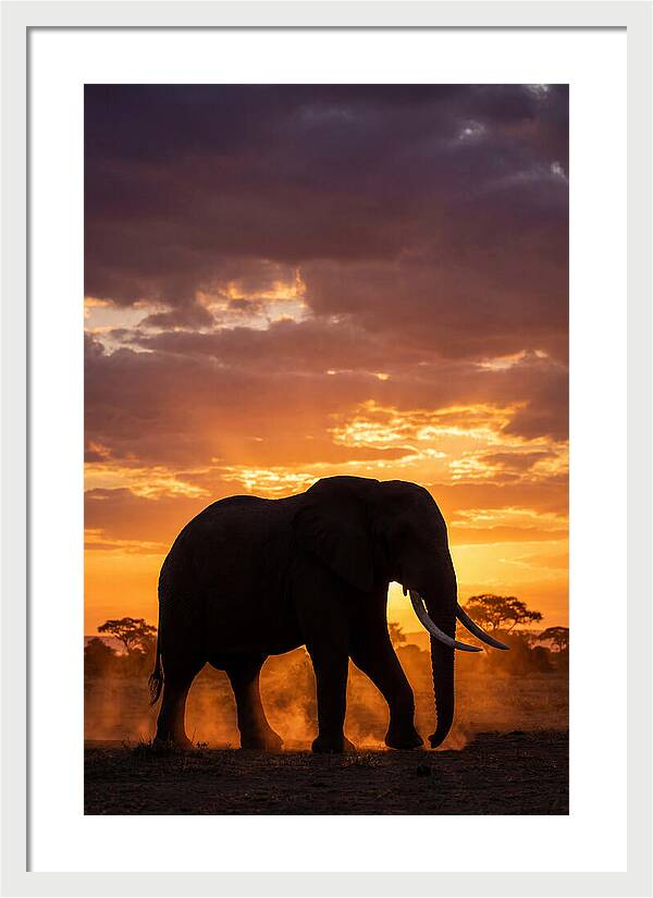 African Elephant Silhouette At Sunset