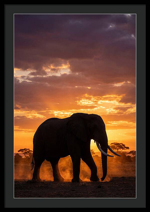 African Elephant Silhouette At Sunset