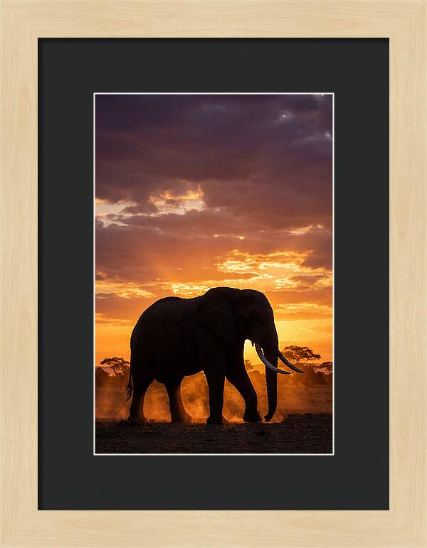 African Elephant Silhouette At Sunset