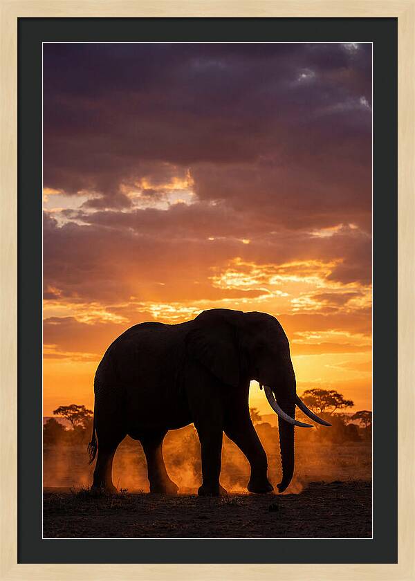 African Elephant Silhouette At Sunset