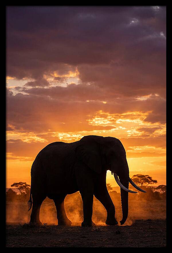 African Elephant Silhouette At Sunset