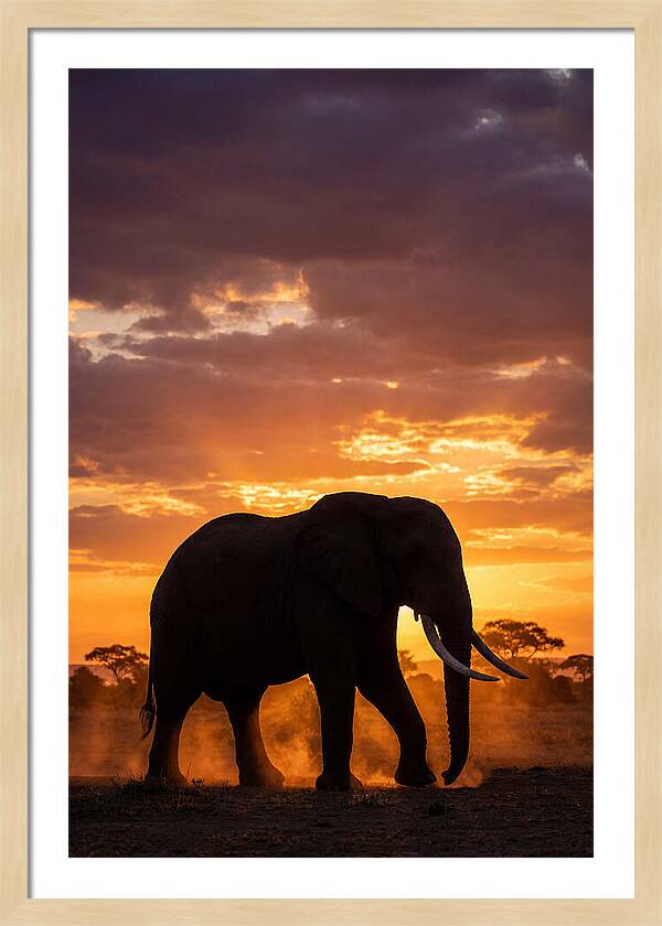 African Elephant Silhouette At Sunset