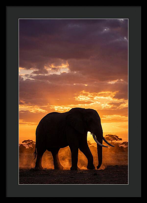 African Elephant Silhouette At Sunset