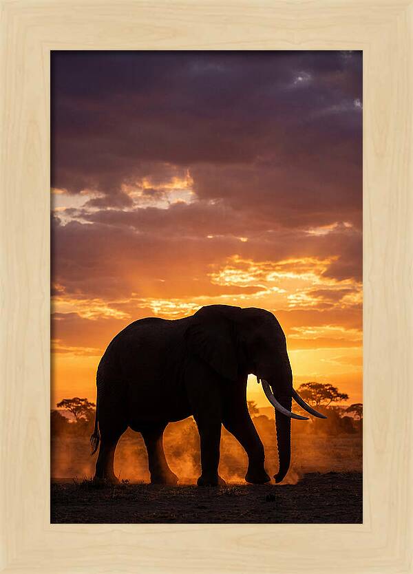 African Elephant Silhouette At Sunset