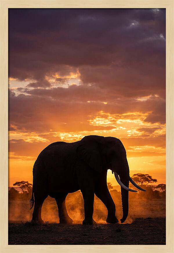 African Elephant Silhouette At Sunset