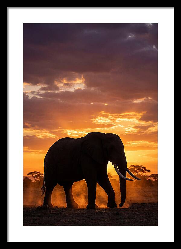 African Elephant Silhouette At Sunset