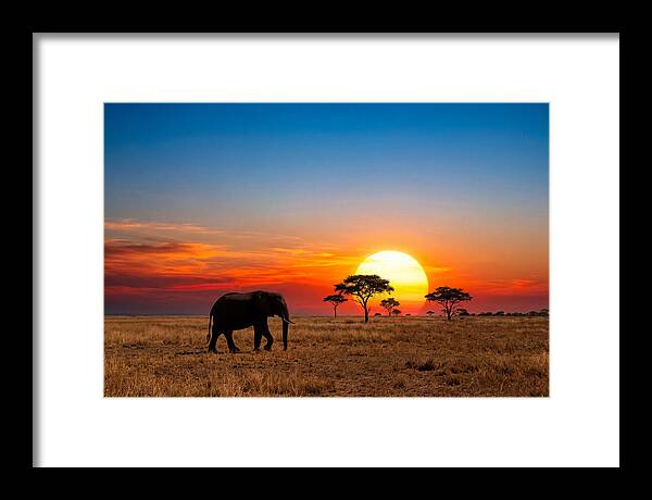 African Elephant Sunset Silhouette