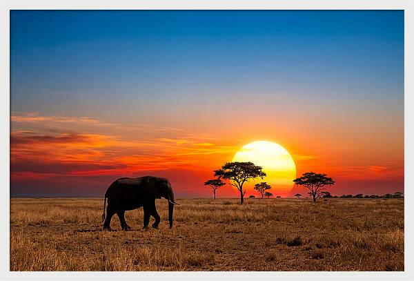 African Elephant Sunset Silhouette