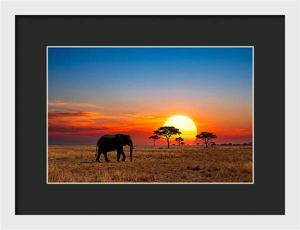 African Elephant Sunset Silhouette