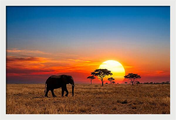 African Elephant Sunset Silhouette
