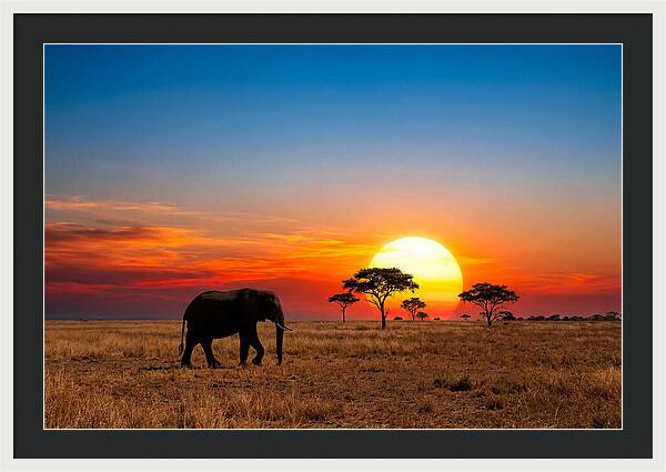 African Elephant Sunset Silhouette