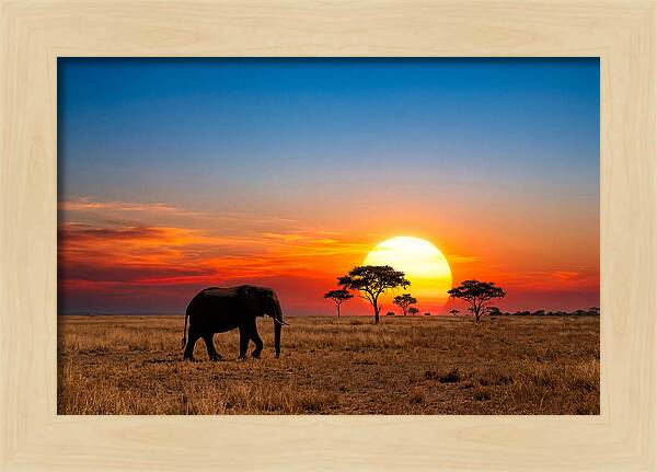 African Elephant Sunset Silhouette