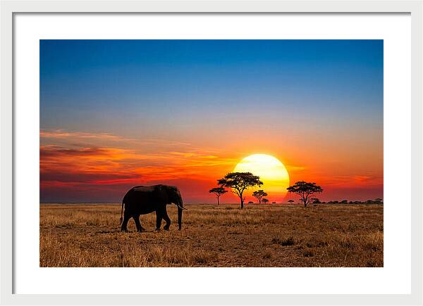 African Elephant Sunset Silhouette