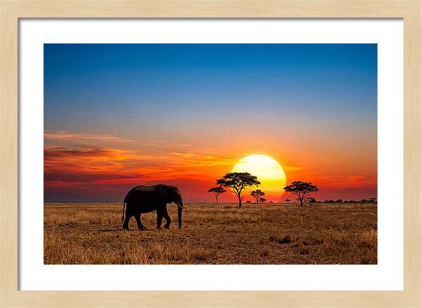 African Elephant Sunset Silhouette