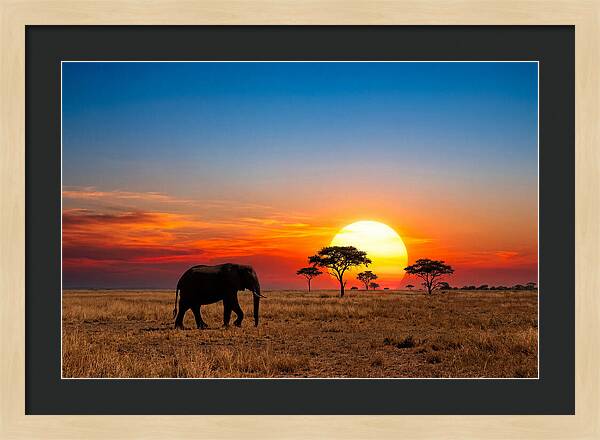 African Elephant Sunset Silhouette
