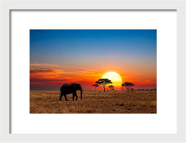 African Elephant Sunset Silhouette