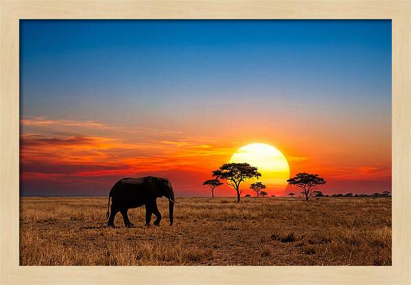 African Elephant Sunset Silhouette