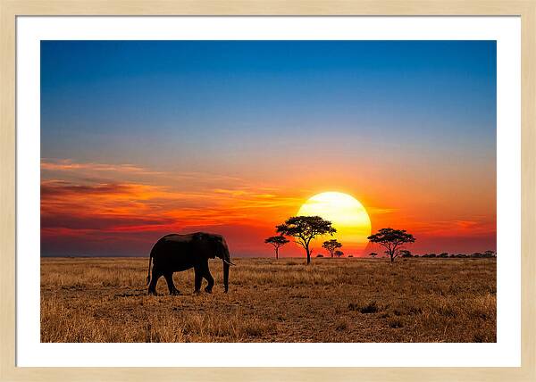 African Elephant Sunset Silhouette