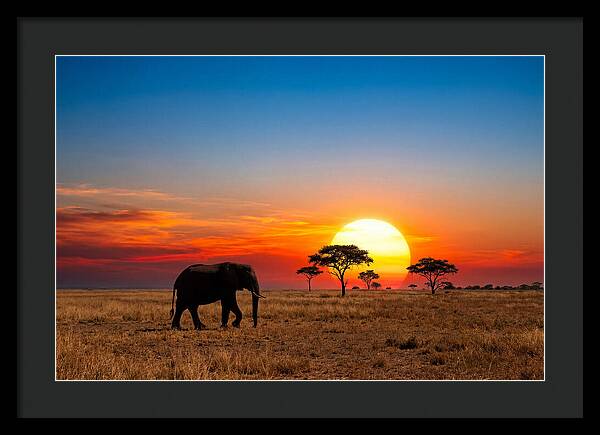 African Elephant Sunset Silhouette