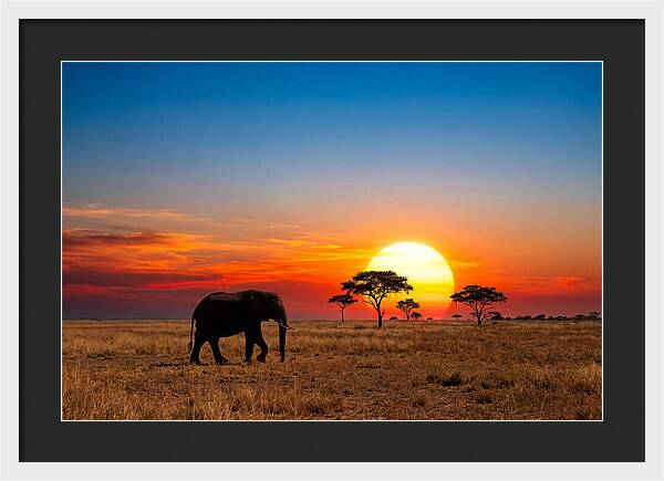 African Elephant Sunset Silhouette