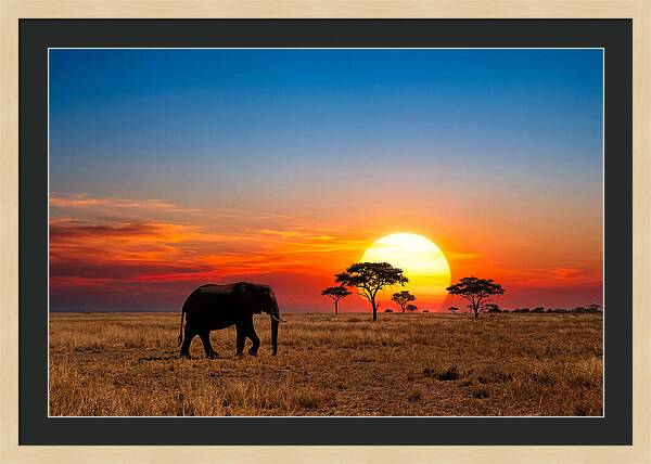African Elephant Sunset Silhouette