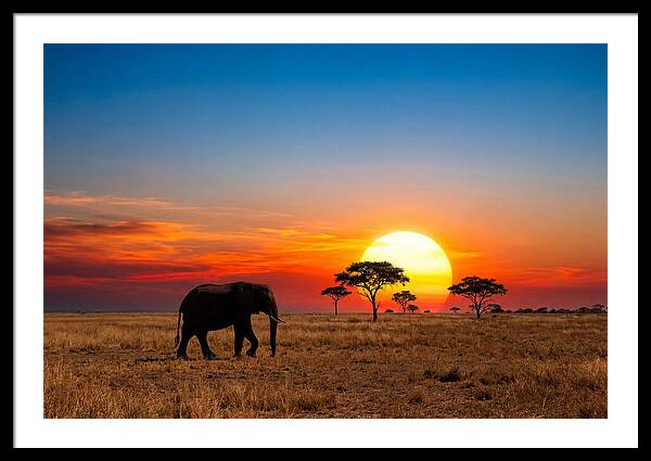 African Elephant Sunset Silhouette
