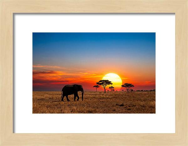African Elephant Sunset Silhouette