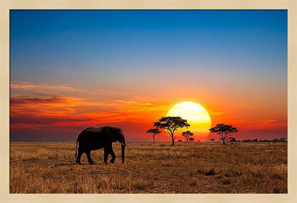 African Elephant Sunset Silhouette