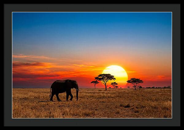 African Elephant Sunset Silhouette